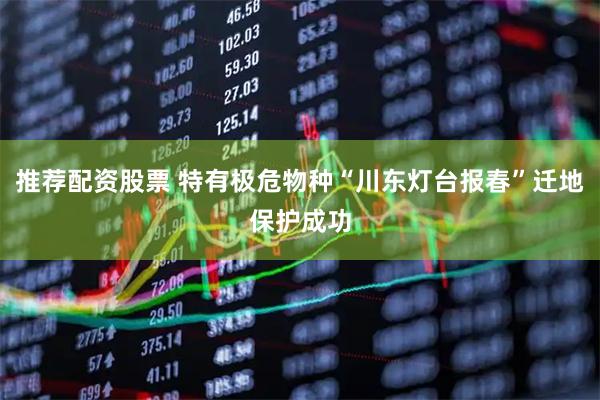 推荐配资股票 特有极危物种“川东灯台报春”迁地保护成功